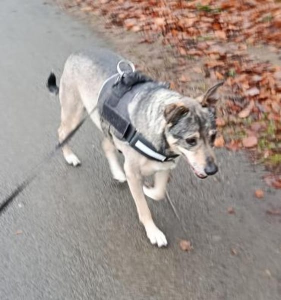 🐾 Senioren-Lady Pilvax sucht ihr Kusche