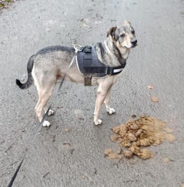 🐾 Senioren-Lady Pilvax sucht ihr Kusche