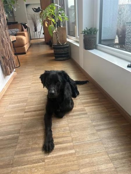 Menschenbezogene Eagle sucht ihr Home