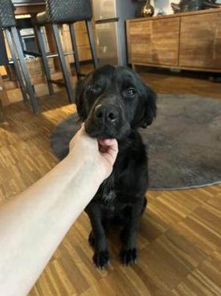 Menschenbezogene Eagle sucht ihr Home