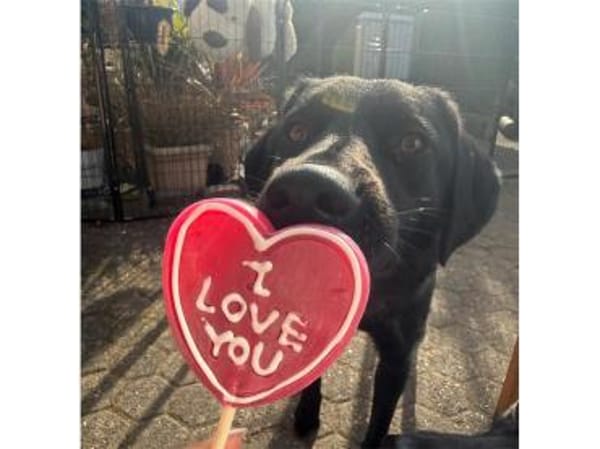 Paulinchen - wartet in 53757 Sankt Augus