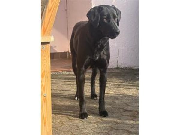 Paulinchen - wartet in 53757 Sankt Augus