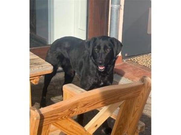 Paulinchen - wartet in 53757 Sankt Augus