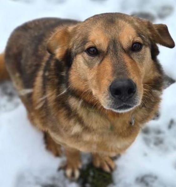 FIDO traeumt vom eigenen Zuhause