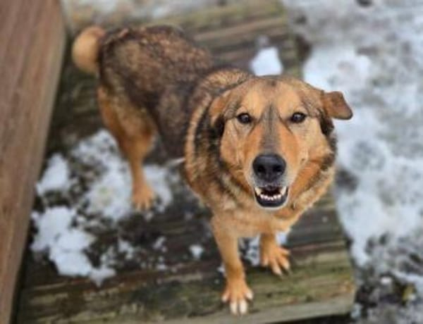 FIDO traeumt vom eigenen Zuhause