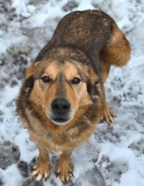 FIDO traeumt vom eigenen Zuhause