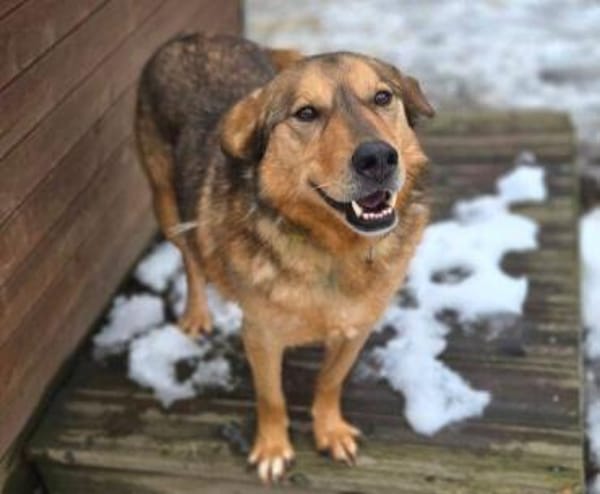 FIDO traeumt vom eigenen Zuhause