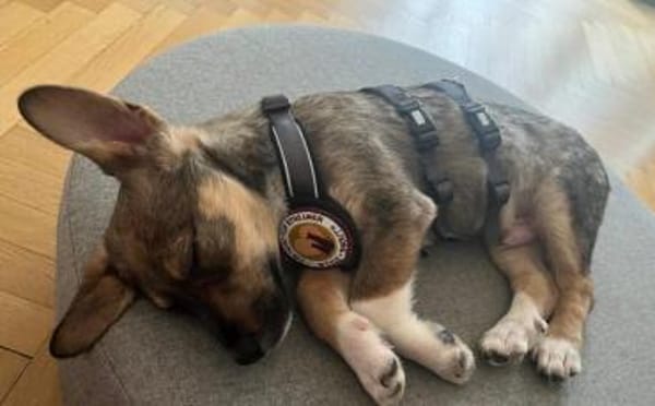 Tavi's Knopfaugen wollen Welt entdecken