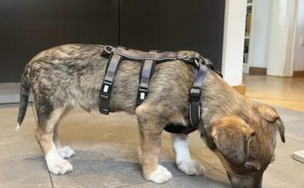 Tavi's Knopfaugen wollen Welt entdecken