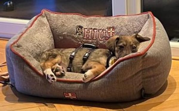 Tavi's Knopfaugen wollen Welt entdecken