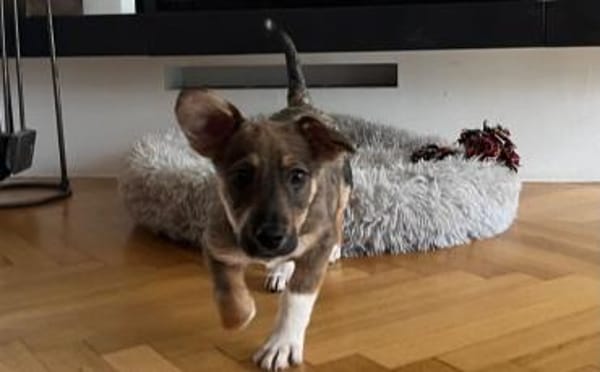 Tavi's Knopfaugen wollen Welt entdecken