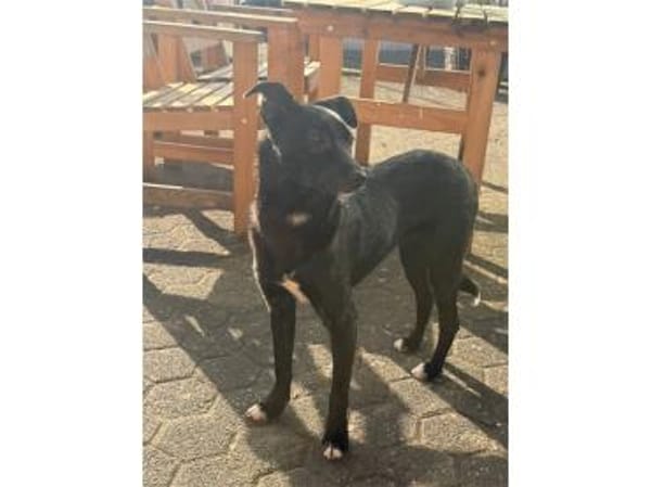 Peggie - wartet in 53757 Sankt Augustin