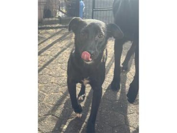 Peggie - wartet in 53757 Sankt Augustin