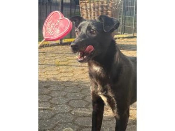 Peggie - wartet in 53757 Sankt Augustin