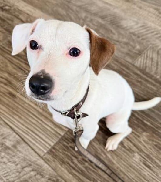 Rudi zeig mir wie gut die Menschen sind