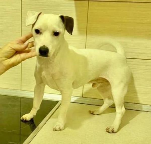 Rudi zeig mir wie gut die Menschen sind