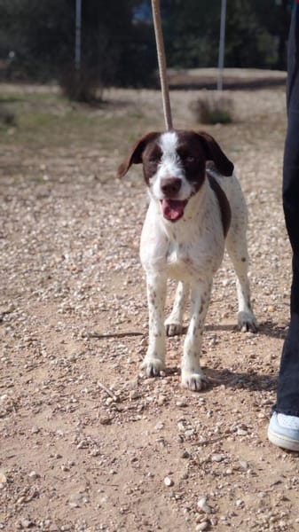 Tormenta - Zuhause gesucht