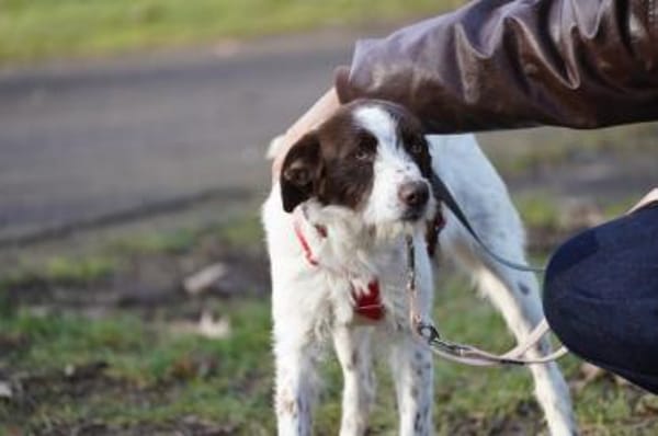 Tormenta - Zuhause gesucht