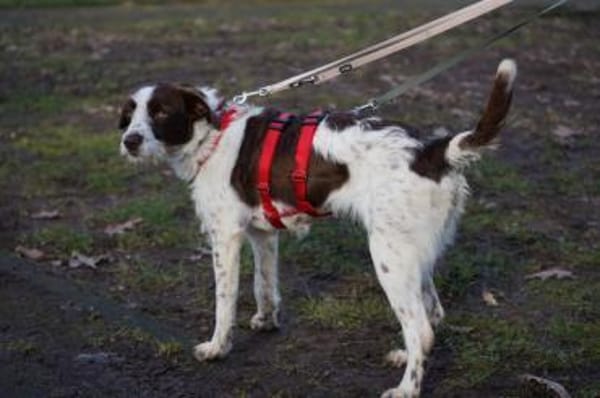 Tormenta - Zuhause gesucht