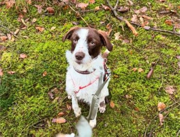 Tormenta - Zuhause gesucht