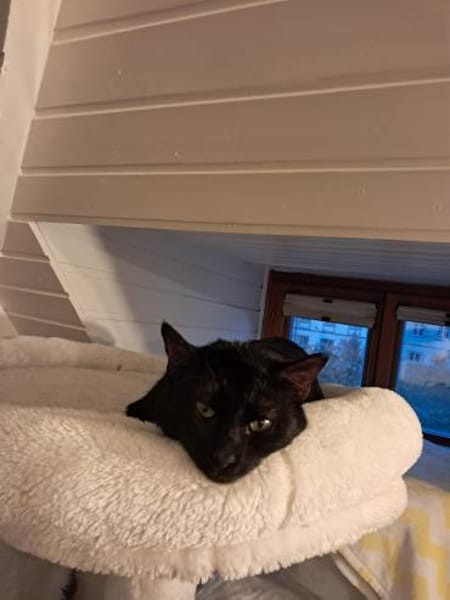 Noir aus dem Tierschutz