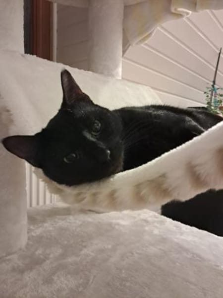 Noir aus dem Tierschutz