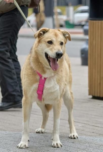 Lucy,  sanft und freundlich