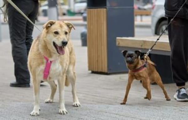 Lucy,  sanft und freundlich