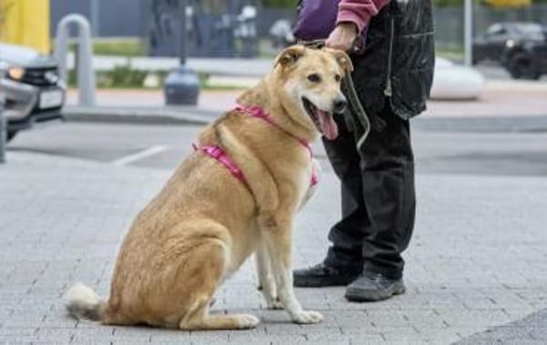 Lucy,  sanft und freundlich