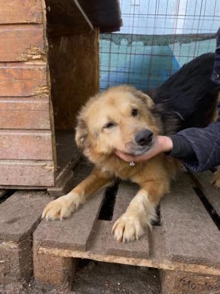 Liebevolle Alicia sucht ihre Familie