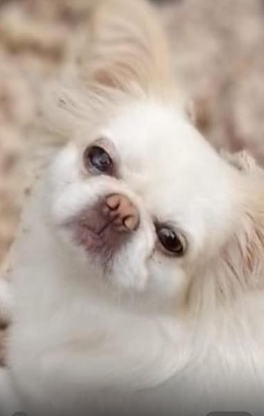 Kleine Pauline sucht ihr neues Zuhause