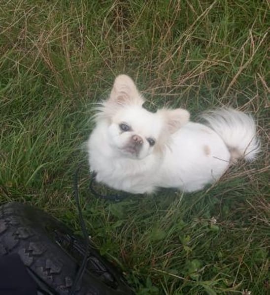 Kleine Pauline sucht ihr neues Zuhause