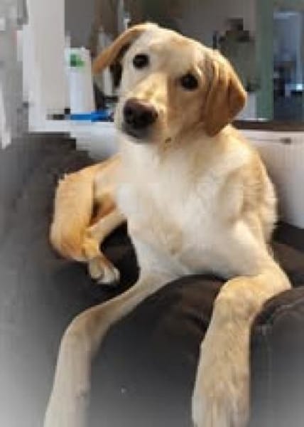 Naila sucht ruhiges Zuhause🐾