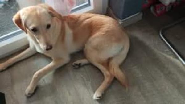 Naila sucht ruhiges Zuhause🐾