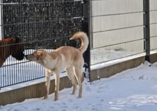 Naila sucht ruhiges Zuhause🐾