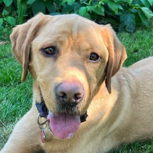 MR. SAM - braucht Hundeprofi