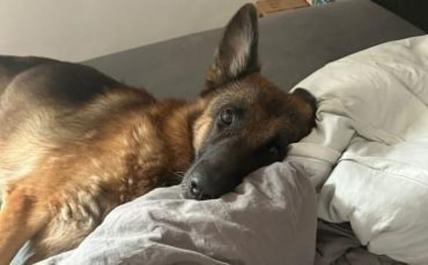 Ricky - Schäferhundfans gesucht