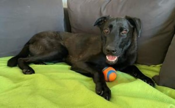 Der süße Limba möchte dich kennen lernen