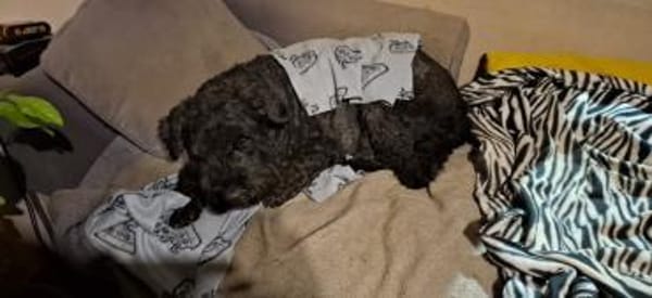 Anton - der knuddelige Rüde