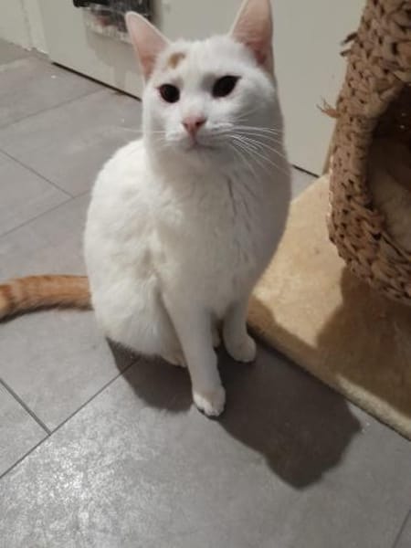 Katzenpaar Watson & Fred