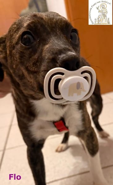 Flo  das bildhübsche Hundemädchen