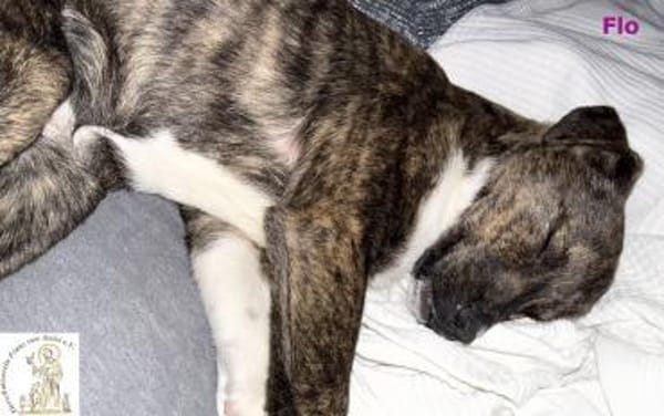 Flo  das bildhübsche Hundemädchen