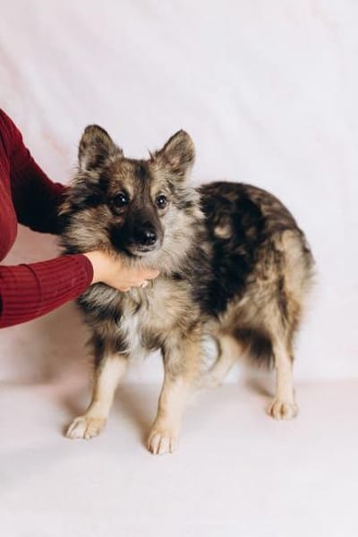 Maurice, ein toller Familienhund