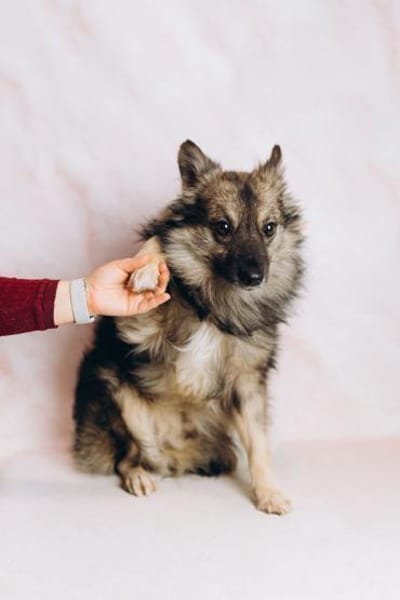 Maurice, ein toller Familienhund