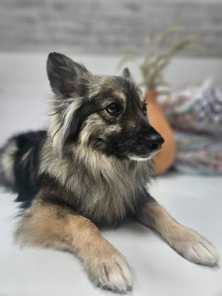 Maurice, ein toller Familienhund