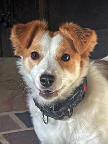 LILLY - auf PS in 44534 Lünen - NOTFALL!