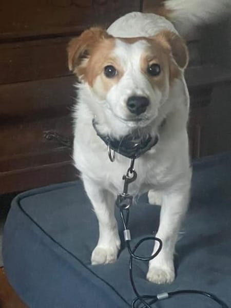 LILLY - auf PS in 44534 Lünen - NOTFALL!