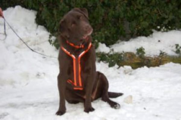 SIR TONY BROWN - ein echter Goldschatz