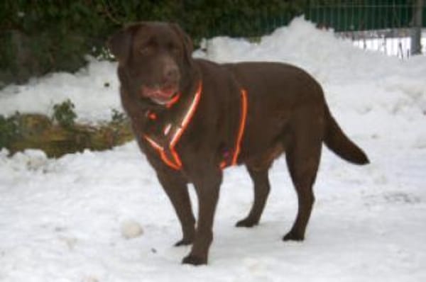 SIR TONY BROWN - ein echter Goldschatz