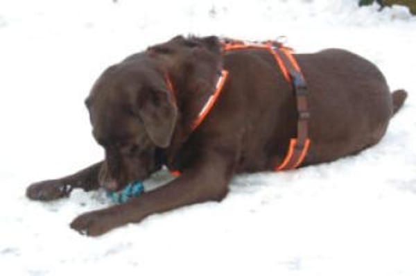 SIR TONY BROWN - ein echter Goldschatz